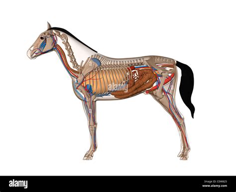 horse cock facts|Discover the Fascinating Anatomy of a Horses Penis